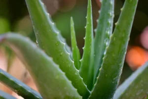 Lee más sobre el artículo Los Beneficios del Aloe Vera